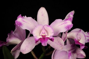 Cattleya intermedia Sycamore Creek Owl HCC/AOS 76 pts.